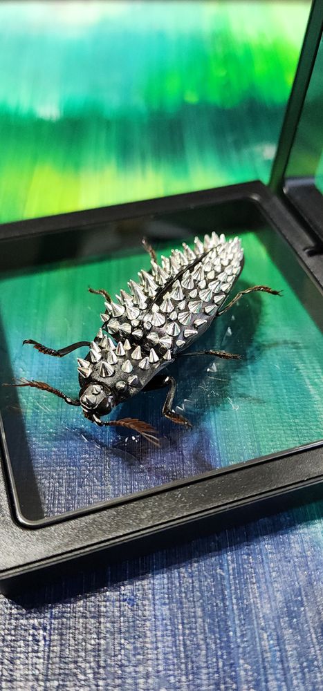 SILVER SPIKED BEETLE